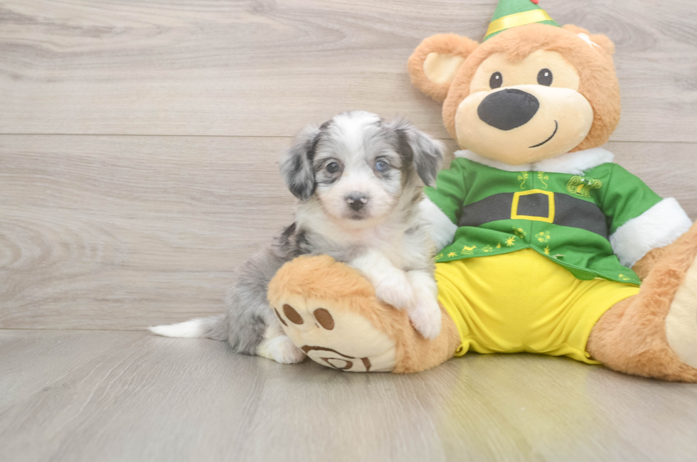 6 week old Aussiechon Puppy For Sale - Seaside Pups