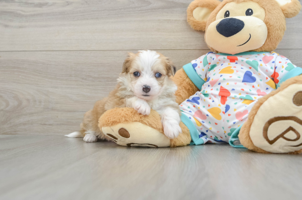 7 week old Aussiechon Puppy For Sale - Seaside Pups