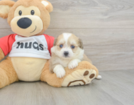 6 week old Aussiechon Puppy For Sale - Seaside Pups