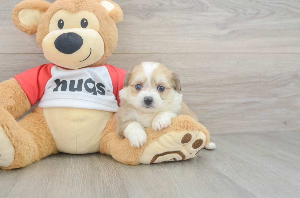 5 week old Aussiechon Puppy For Sale - Seaside Pups