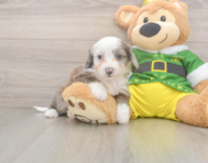 6 week old Aussiechon Puppy For Sale - Seaside Pups
