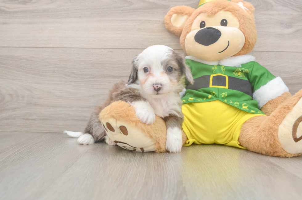 6 week old Aussiechon Puppy For Sale - Seaside Pups
