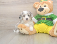 6 week old Aussiechon Puppy For Sale - Seaside Pups