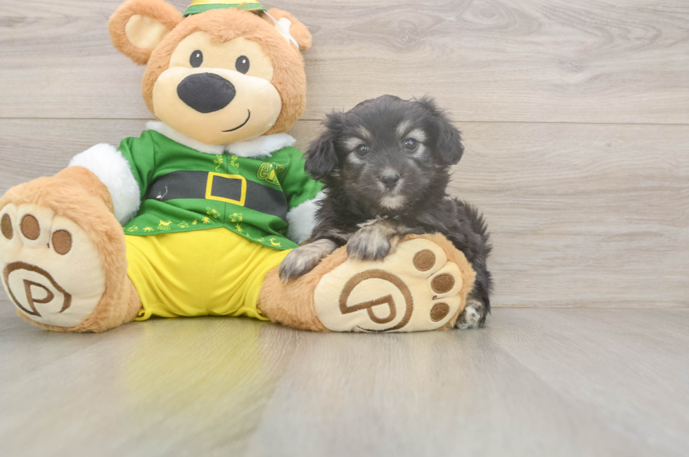 6 week old Aussiechon Puppy For Sale - Seaside Pups