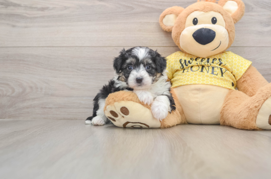Adorable Aussie Bichon Designer Puppy