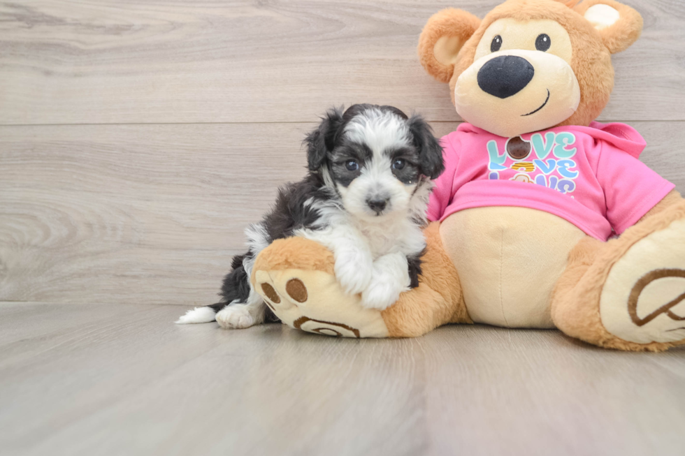 Friendly Aussiechon Baby