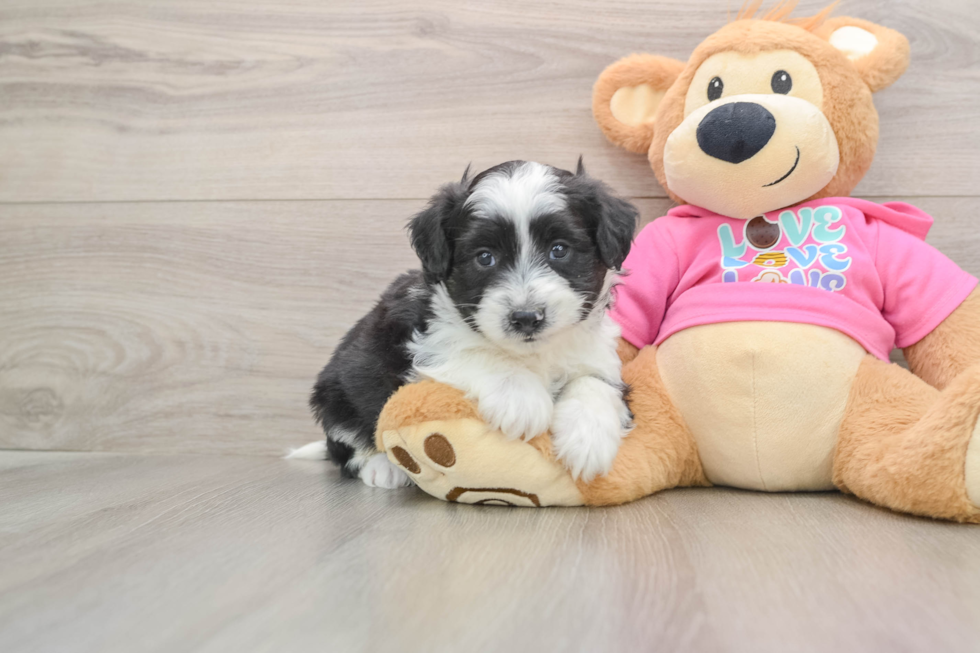 Happy Aussiechon Baby