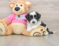 5 week old Aussiechon Puppy For Sale - Seaside Pups