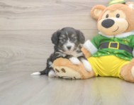 8 week old Aussiechon Puppy For Sale - Seaside Pups