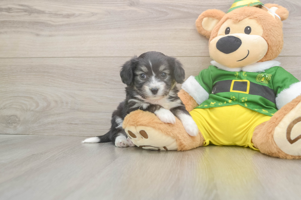 Happy Aussiechon Baby