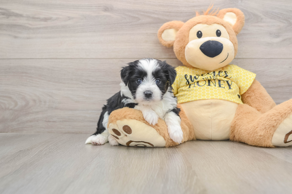 Playful Aussie Bichon Designer Puppy