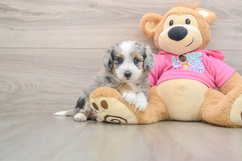 Best Aussiechon Baby