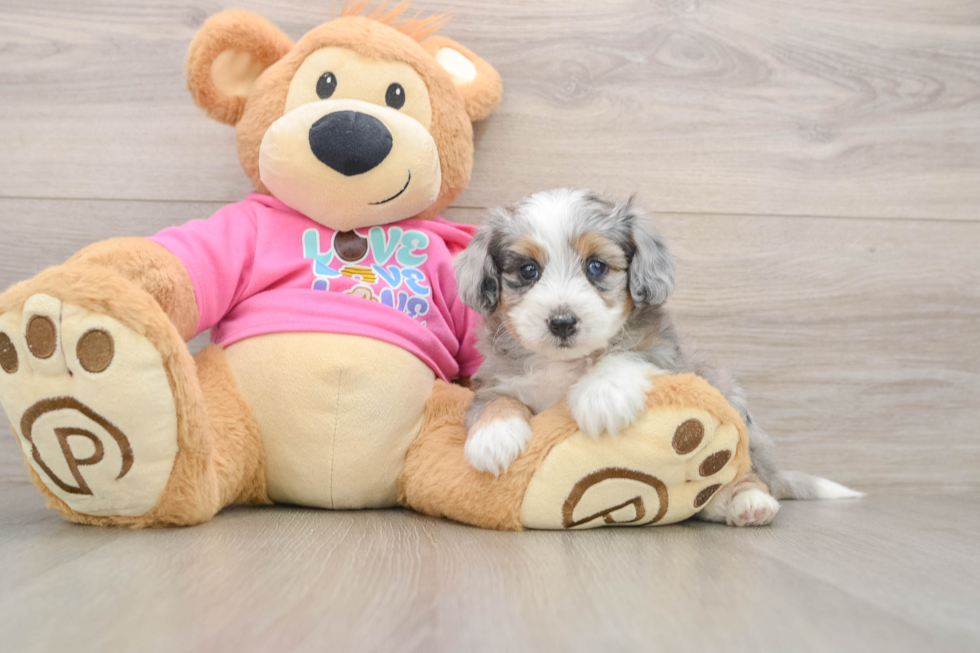 Aussiechon Puppy for Adoption