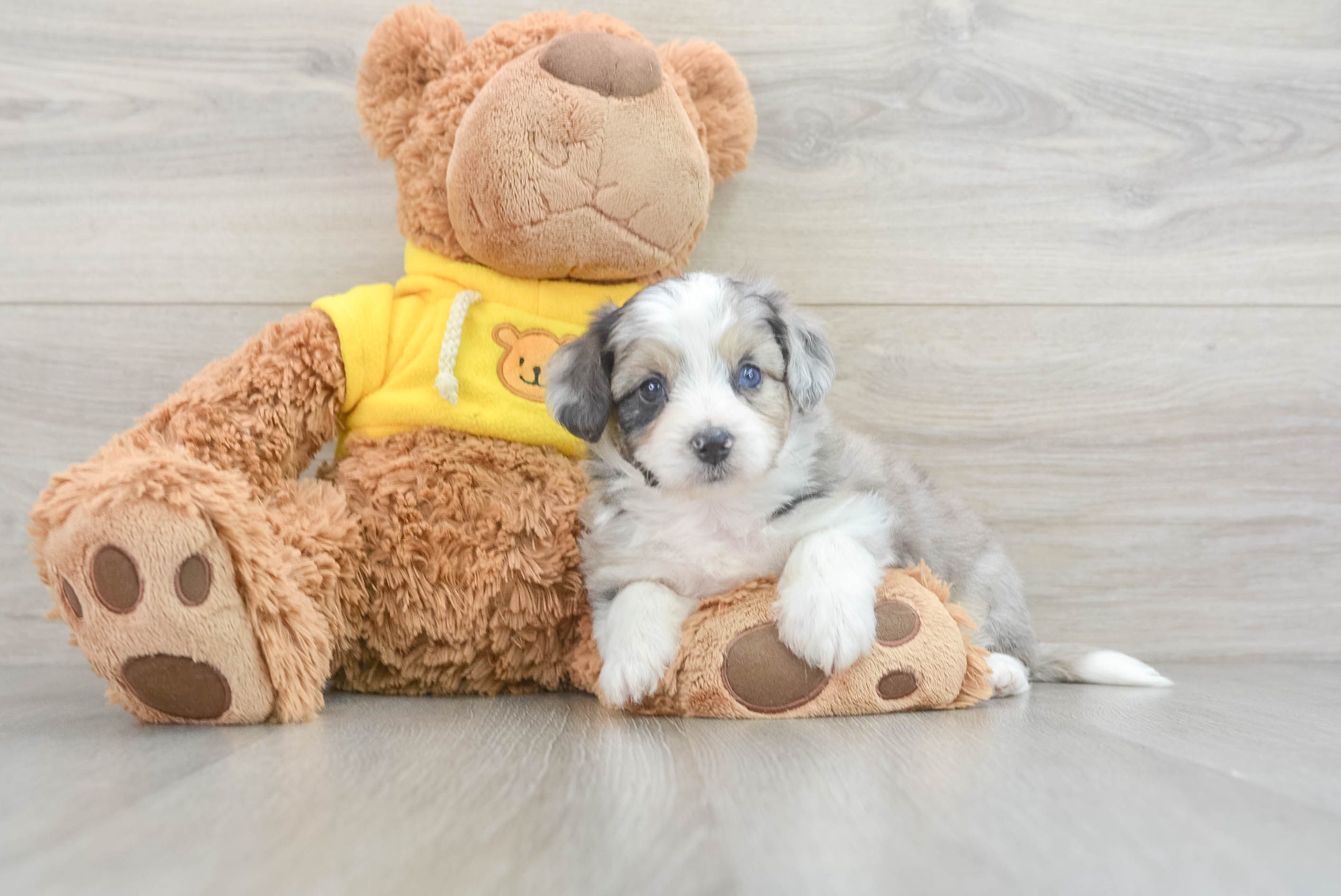Little Australian Designer Puppy