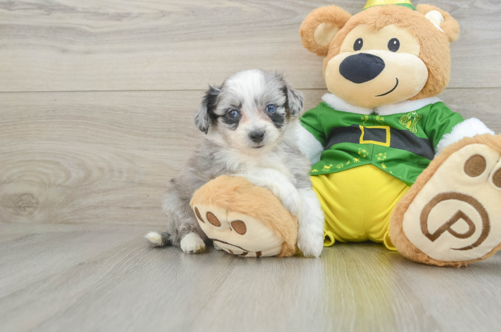 7 week old Aussiechon Puppy For Sale - Seaside Pups