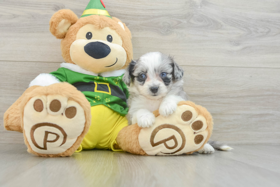 Fluffy Aussiechon Designer Pup