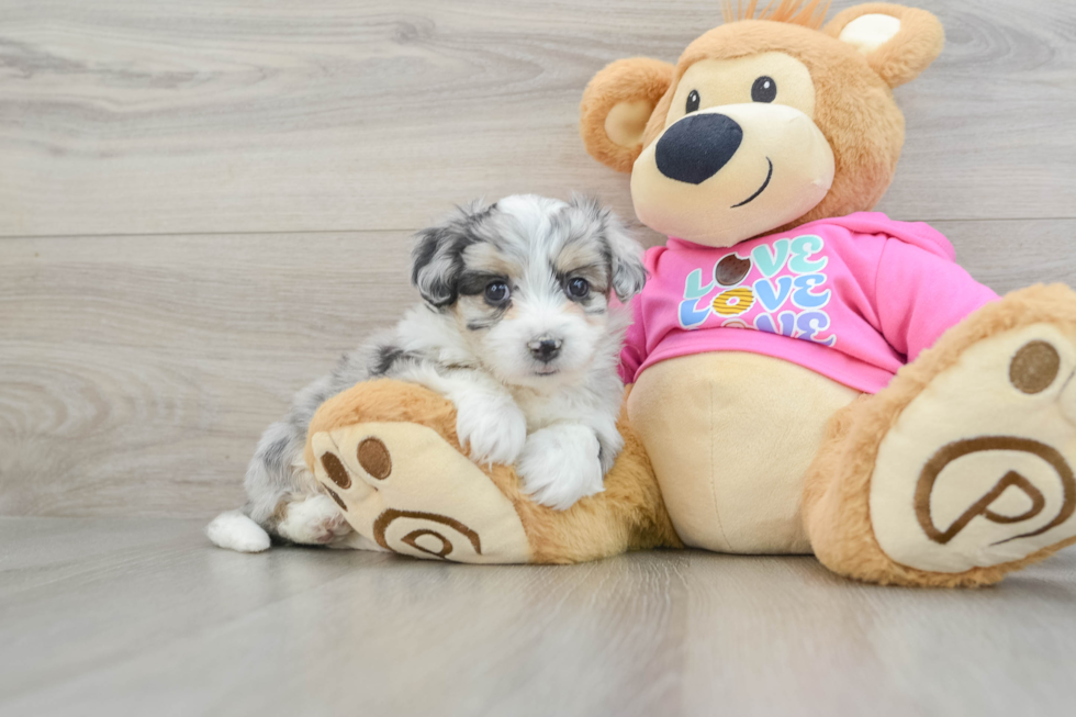 Aussiechon Puppy for Adoption