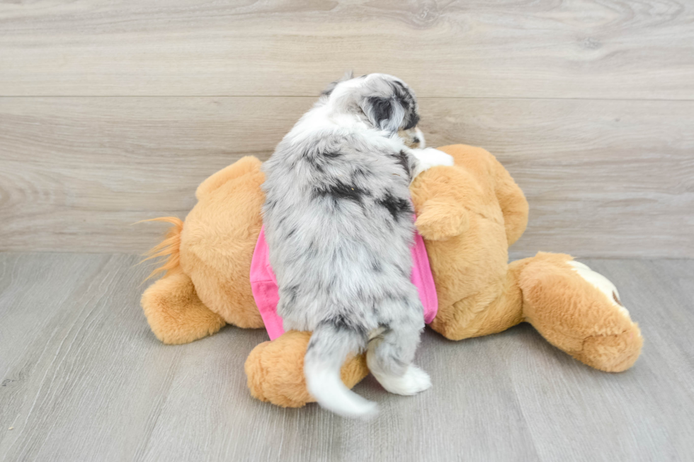 Aussiechon Pup Being Cute