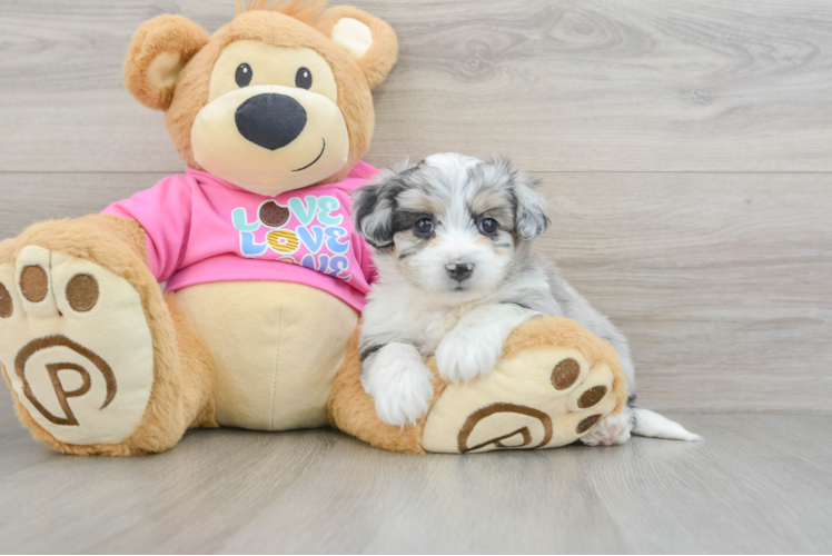 Smart Aussiechon Designer Pup