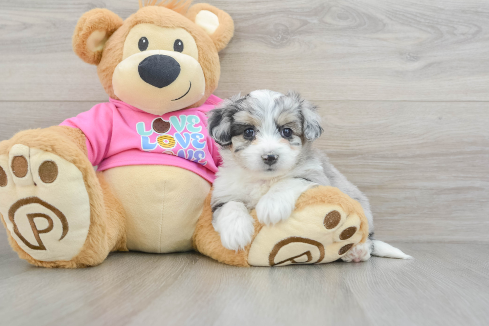 Smart Aussiechon Designer Pup