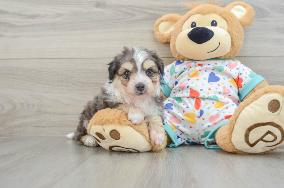 7 week old Aussiechon Puppy For Sale - Seaside Pups