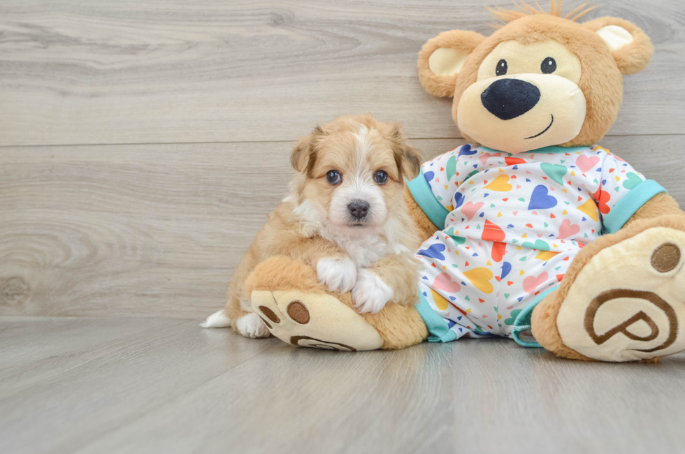 7 week old Aussiechon Puppy For Sale - Seaside Pups