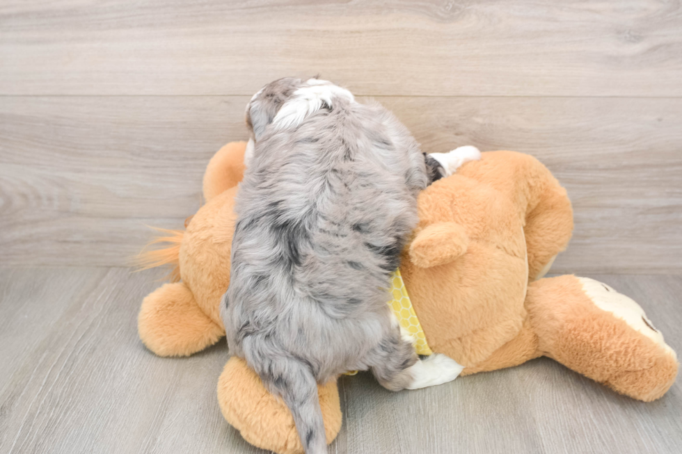 Aussiechon Puppy for Adoption