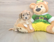 6 week old Aussiechon Puppy For Sale - Seaside Pups