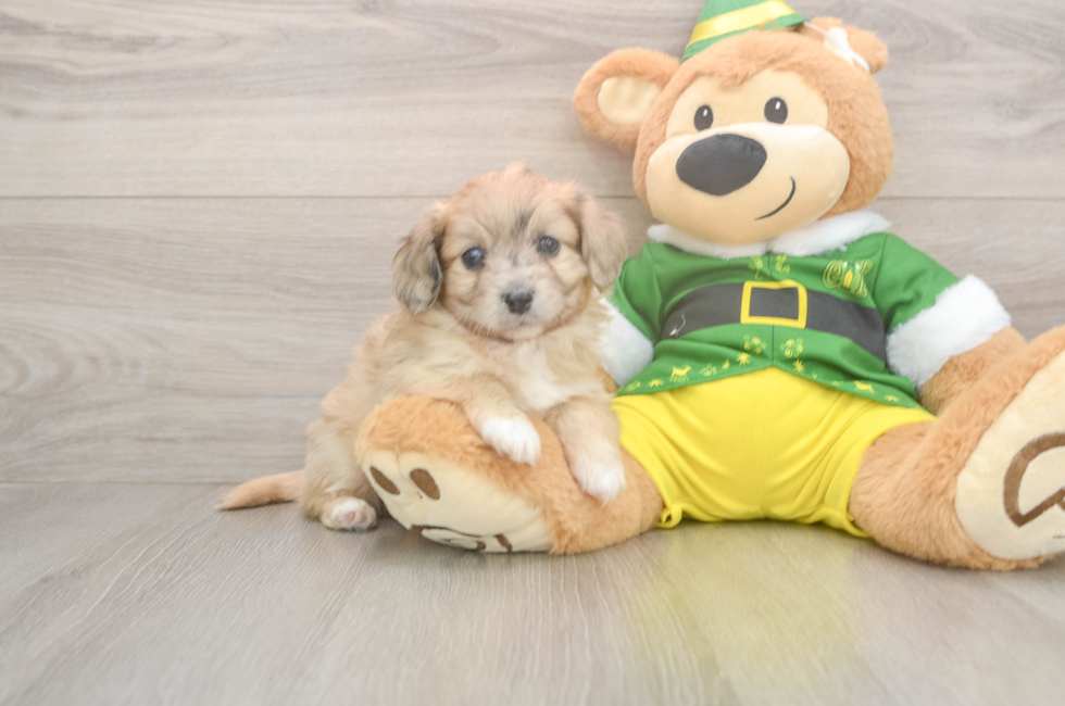 6 week old Aussiechon Puppy For Sale - Seaside Pups