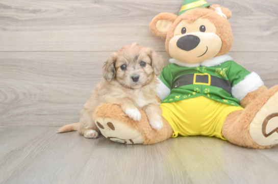 Aussiechon Puppy for Adoption