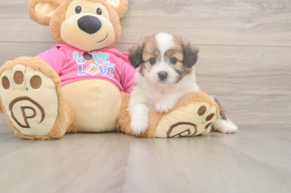 5 week old Aussiechon Puppy For Sale - Seaside Pups