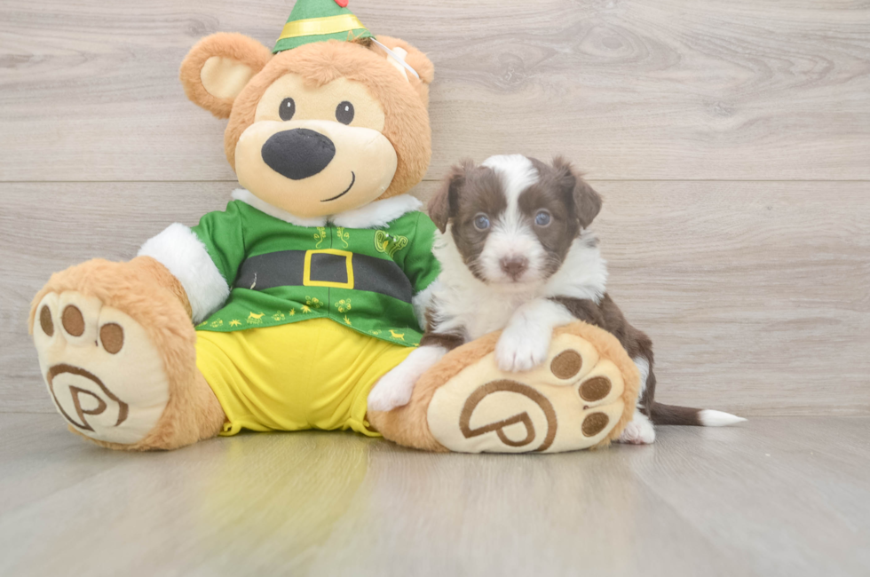 5 week old Aussiechon Puppy For Sale - Seaside Pups