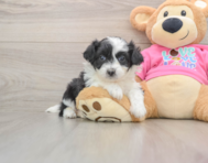 6 week old Aussiechon Puppy For Sale - Seaside Pups