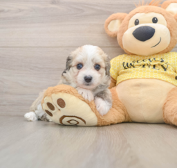 6 week old Aussiechon Puppy For Sale - Seaside Pups