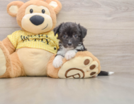 8 week old Aussiechon Puppy For Sale - Seaside Pups