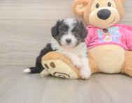 6 week old Aussiechon Puppy For Sale - Seaside Pups