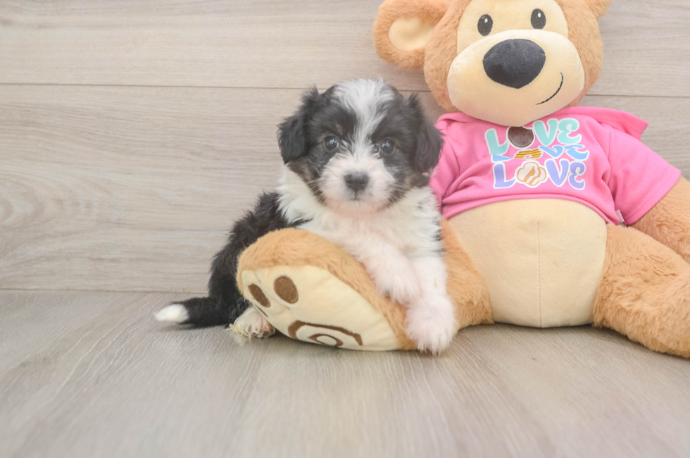 5 week old Aussiechon Puppy For Sale - Seaside Pups