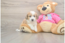 Playful Aussie Bichon Designer Puppy