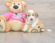 6 week old Aussiechon Puppy For Sale - Seaside Pups