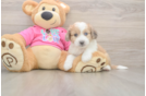 Aussiechon Pup Being Cute