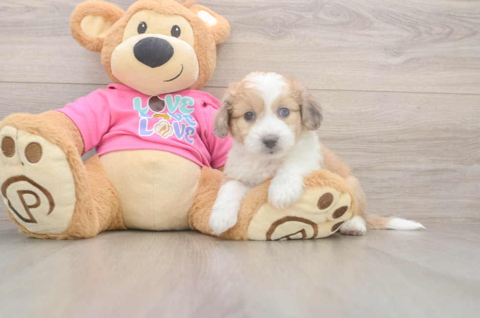 5 week old Aussiechon Puppy For Sale - Seaside Pups