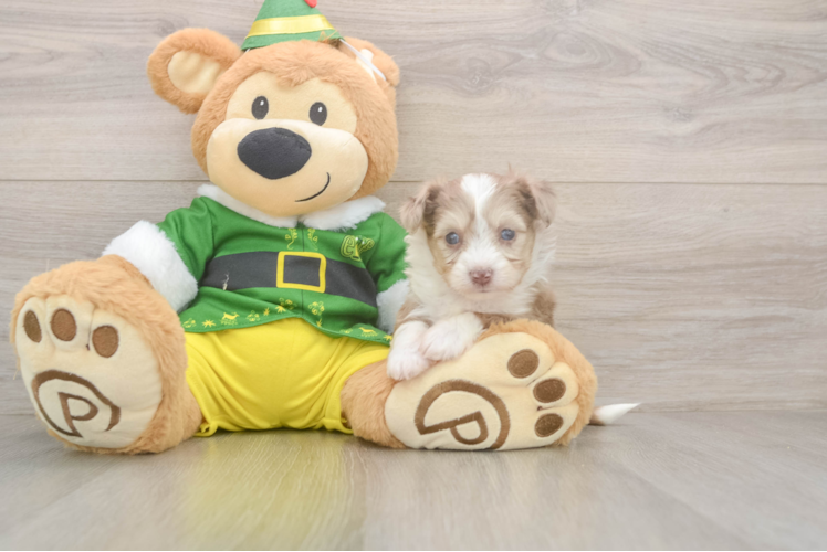 Aussiechon Puppy for Adoption