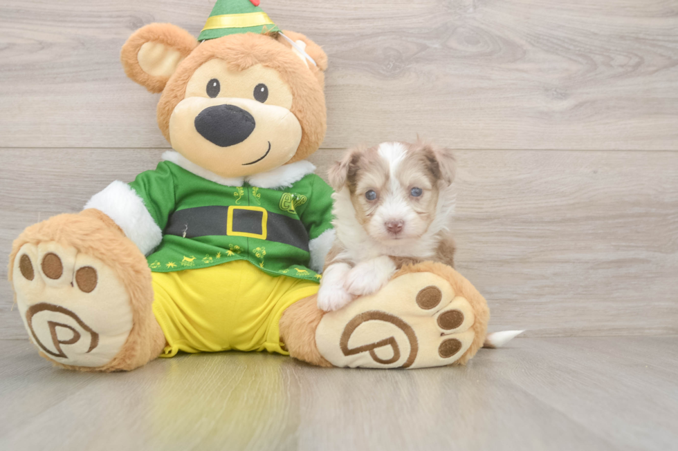 Aussiechon Puppy for Adoption