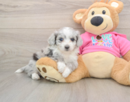 6 week old Aussiechon Puppy For Sale - Seaside Pups