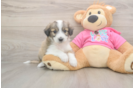 Popular Aussiechon Designer Pup