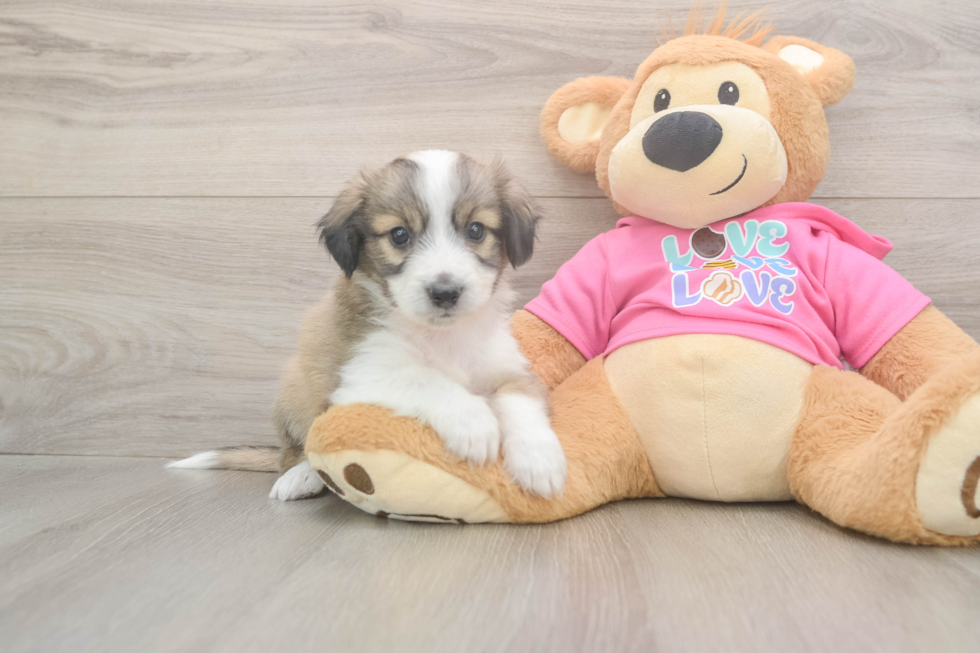 Popular Aussiechon Designer Pup