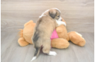 Fluffy Aussiechon Designer Pup