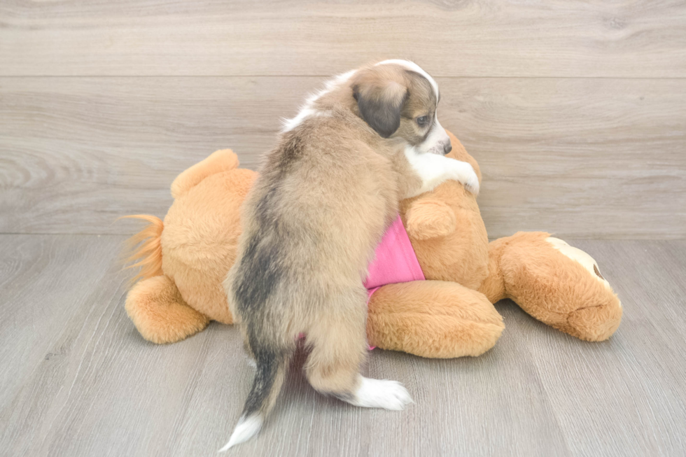Fluffy Aussiechon Designer Pup