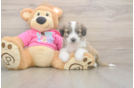 Aussiechon Puppy for Adoption