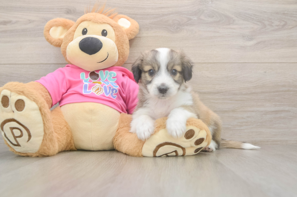 5 week old Aussiechon Puppy For Sale - Seaside Pups